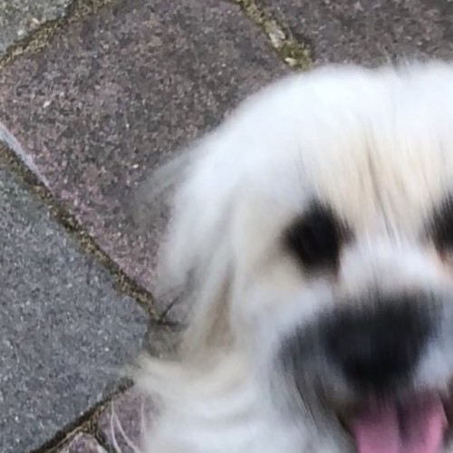 Disco (on adoption trial)