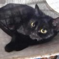 Photo of Bagheera
