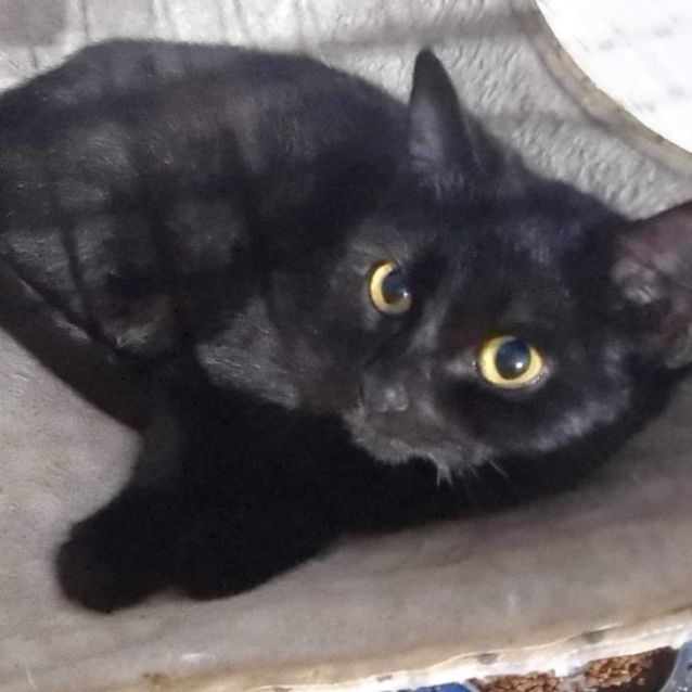 Photo of Bagheera