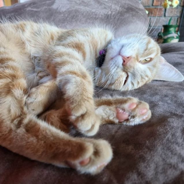 Photo of Kirby 