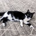 Photo of Tux