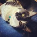 Photo of Peanut