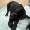 Photo of Lilac