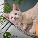 Photo of Gus