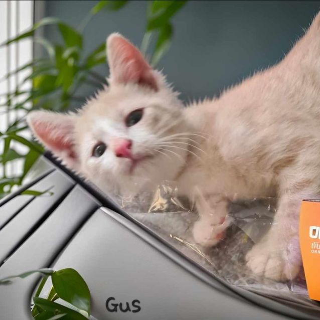 Photo of Gus