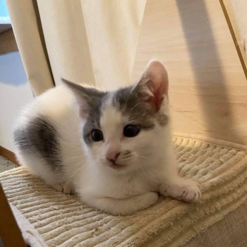 Atticus **2nd Chance Cat Rescue**