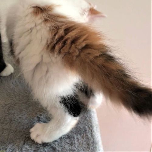 Tomiko ^^Dandy Cat Rescue^^