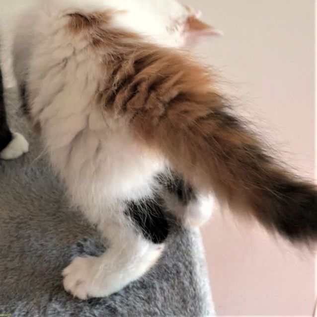 Photo of Tomiko ^^Dandy Cat Rescue^^