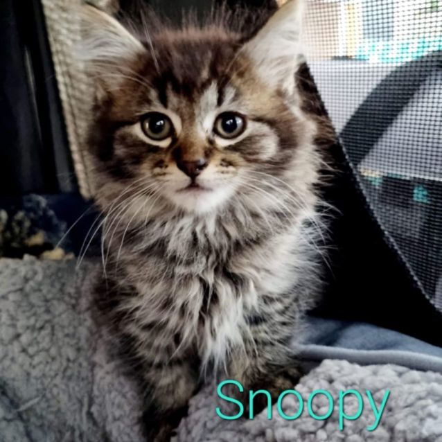 Photo of Charlie & Snoopy