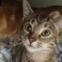 Photo of Creedence