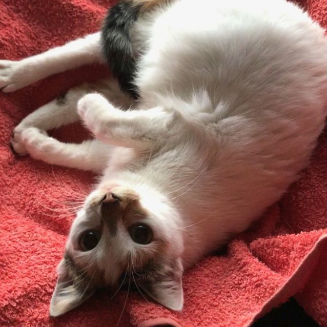 Photo of Yuki ^^Dandy Cat Rescue^^