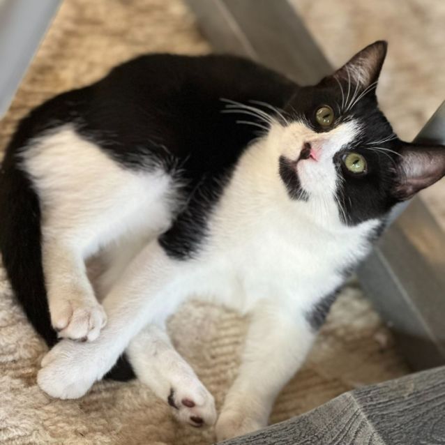 Photo of Mickey 🐈‍⬛