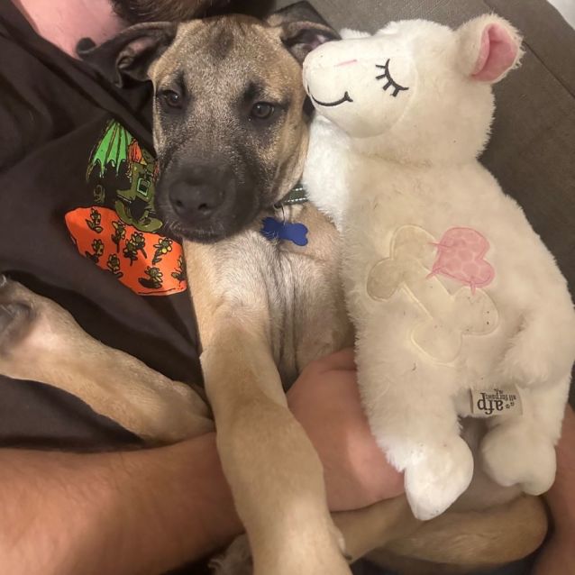 Photo of Wallace 🐶