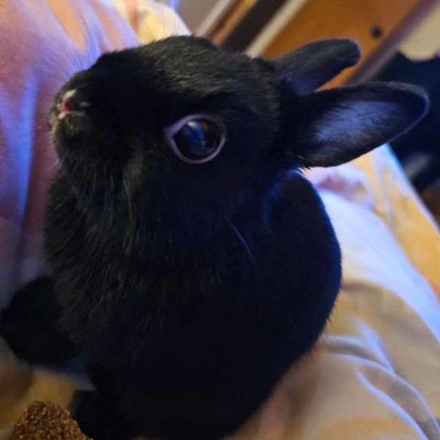 Photo of Freya (Located In Mount Evelyn)