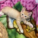 Photo of Apricot