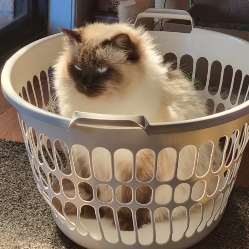 Krissy-Lola