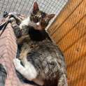 Photo of Kit Kat