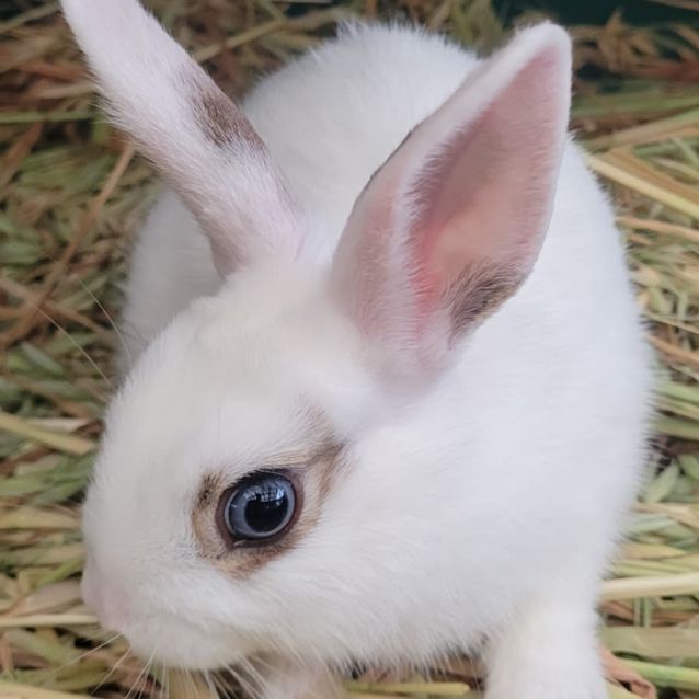 Photo of Jingle Bells