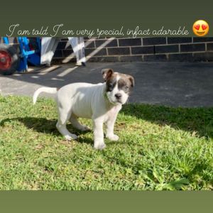 No photo for Reggie ** A Special Pup **