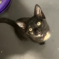 Photo of Stella