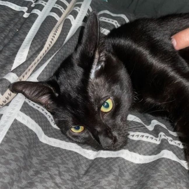 Photo of Vader