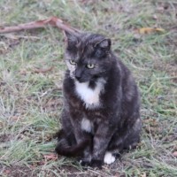 Photo of Lucky