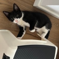 Photo of Peanut