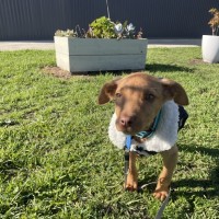 Photo of Loki