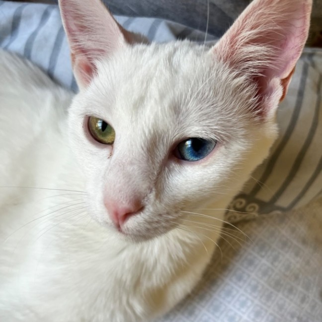 Photo of Snowy *9 Lives Project Rescue*