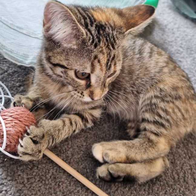 Photo of Maisy