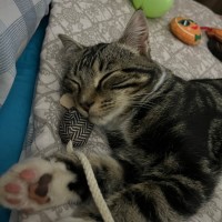 Photo of Mystery ** 2nd Chance Cat Rescue**
