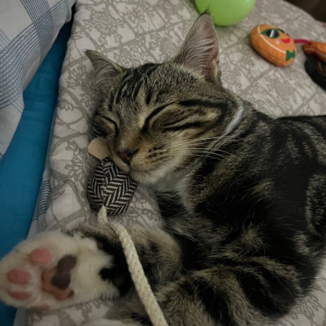 Photo of Mystery ** 2nd Chance Cat Rescue**