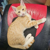 Photo of Marmalade (Located 60k North Of Melb Cbd)