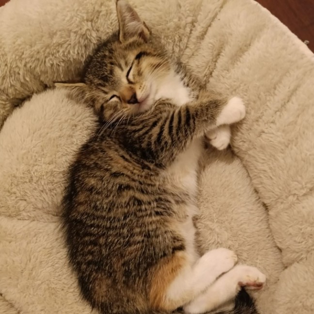 Ravioli - Female Domestic Short Hair (DSH) Cat in QLD - PetRescue