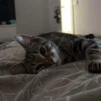 Photo of Tigre