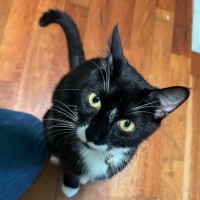 Photo of Missy Moo **2nd Chance Cat Rescue**