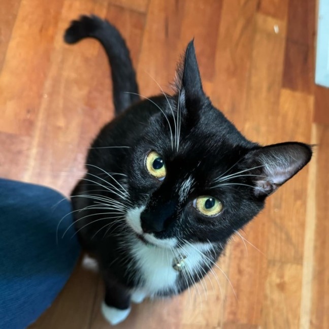 Photo of Missy Moo **2nd Chance Cat Rescue**