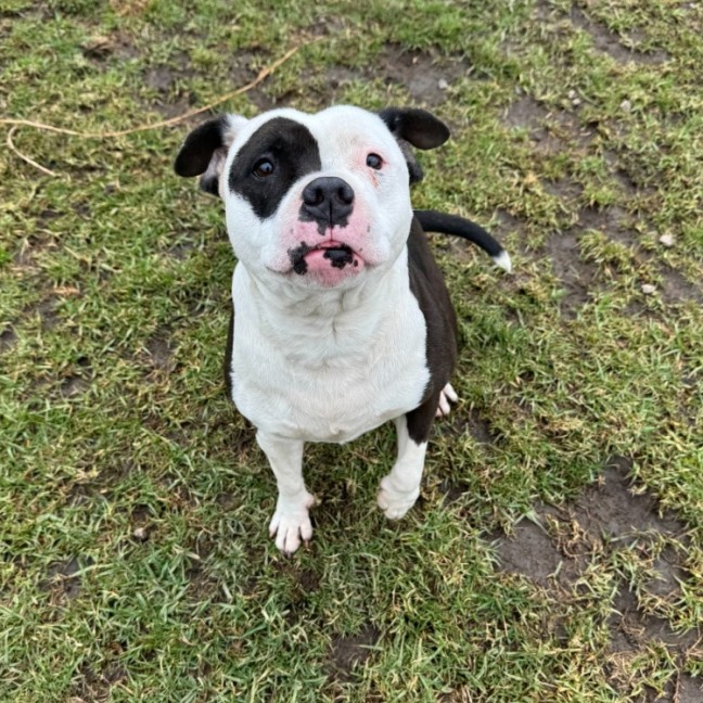 Photo of Storm Imp 1635