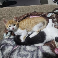 Photo of Arthur *9 Lives Project Rescue*