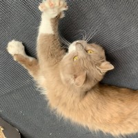 Photo of Bodhi 🦁🥰💙