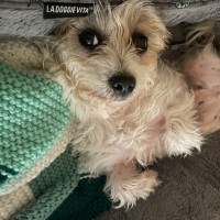 Photo of Ruby ~ 3 Year Old Terrier X. Non Shedding