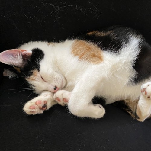 $250 👼 Emma  - Ragdoll Cat