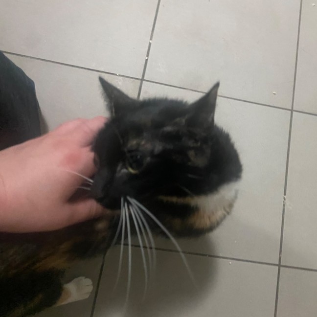 Photo of Ambessa **2nd Chance Cat Rescue**