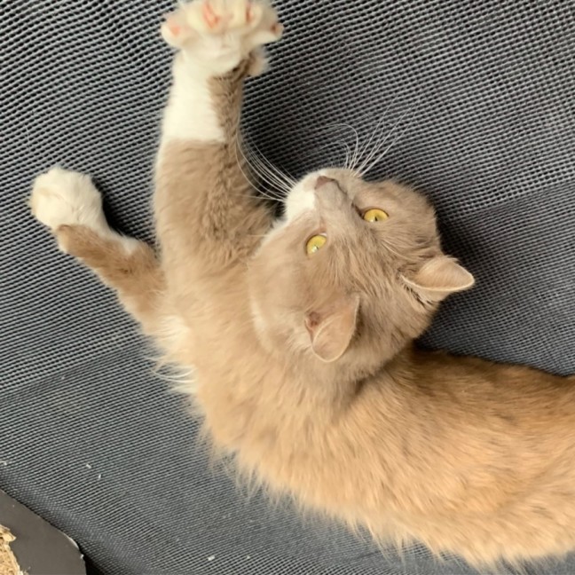 Photo of Bodhi 🦁🥰💙