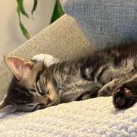 Photo of Rocky