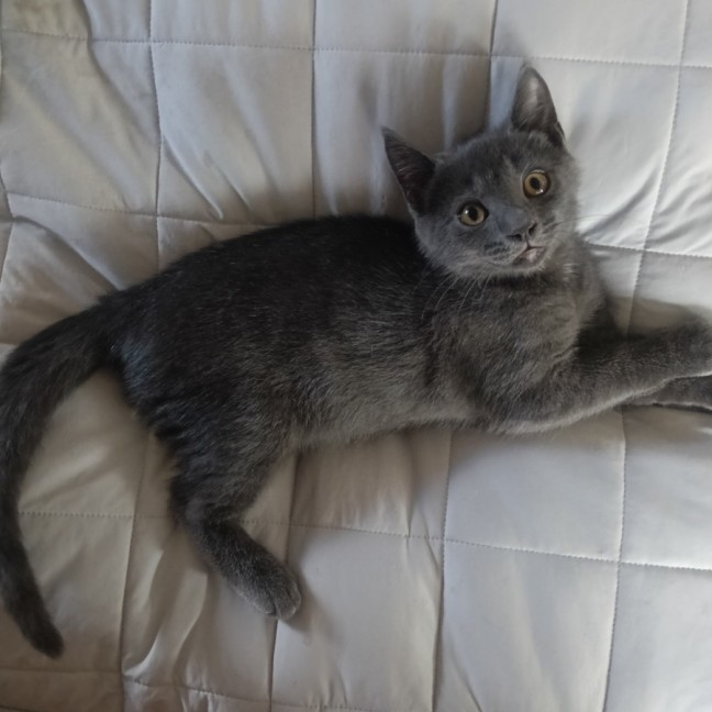 Photo of Bumblefloof 
