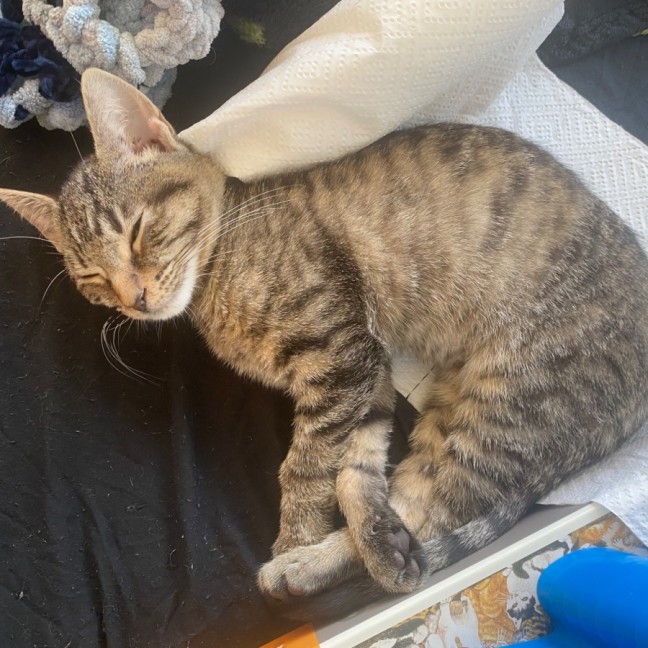 Photo of Rhea **2nd Chance Cat Rescue**