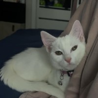 Photo of Vivi   In Foster Care In Avondale Heights