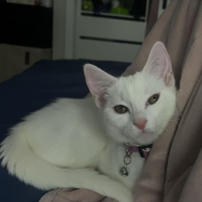 Photo of Vivi   In Foster Care In Avondale Heights