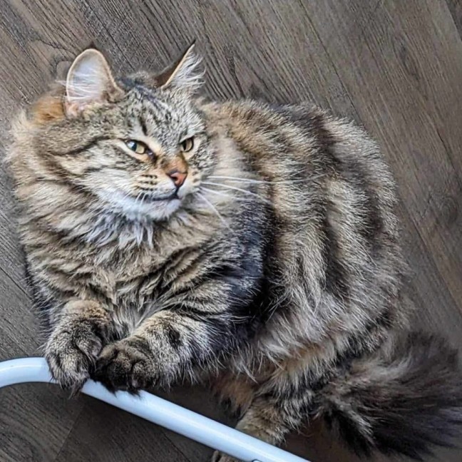 Photo of Felicity 🌹